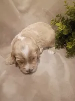 Hunter, a male Cockapoo for sale in Denver, PA – 2 of 2