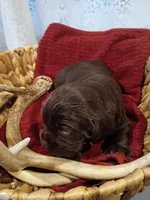 Arrow , a male Cocker Spaniel for sale in Denver, PA – Photo 3 of 3