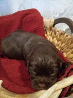 Arrow , a male Cocker Spaniel for sale in Denver, PA – Photo 2 of 3