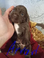 Arrow , a male Cocker Spaniel for sale in Denver, PA – Photo 1 of 3