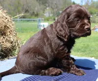 Arrow, a male Cocker Spaniel for sale in Denver, PA – 4 of 6