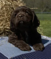 Arrow, a male Cocker Spaniel for sale in Denver, PA – 1 of 6