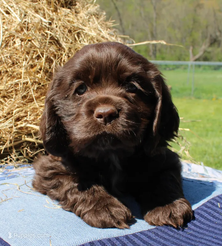 Arrow  – Cocker Spaniel puppy for sale in Denver, PA