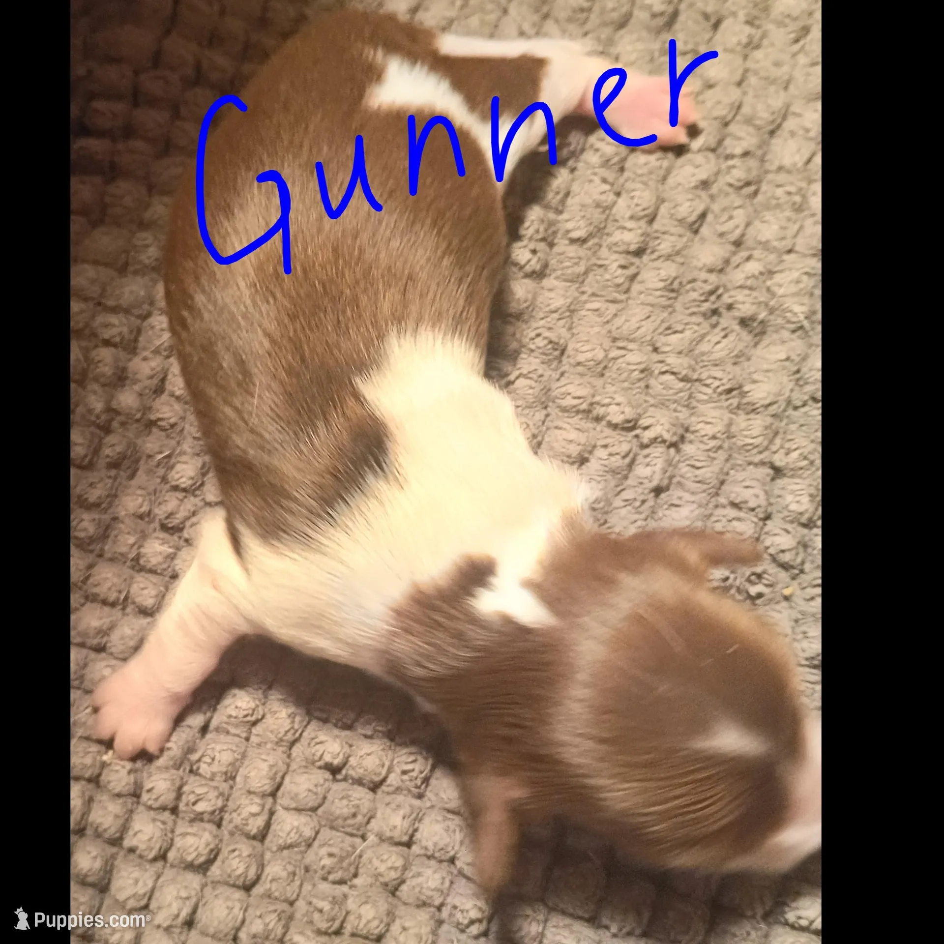 Gunner – Miniature Dachshund puppy for sale in Denver, PA