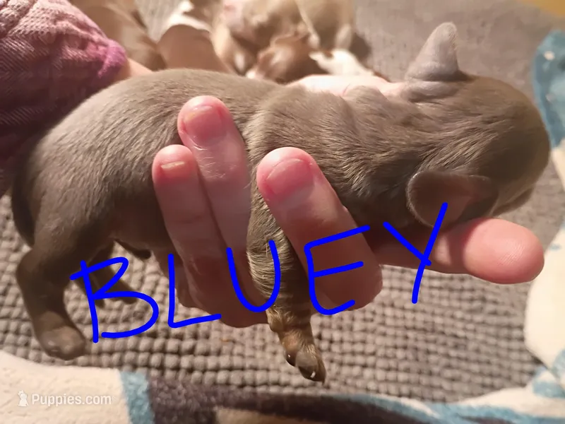 Bluey – Miniature Dachshund puppy for sale in Denver, PA