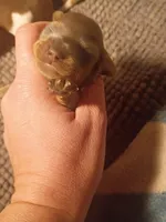 Bluey, a male Miniature Dachshund for sale in Denver, PA – Photo 2 of 3