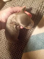 Bluey, a male Miniature Dachshund for sale in Denver, PA – Photo 3 of 3