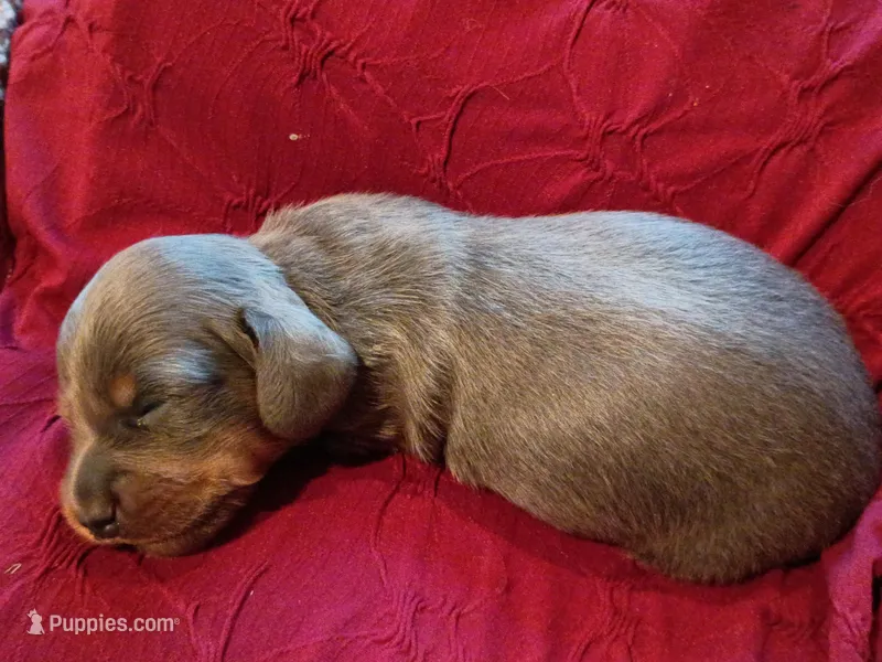 Bluey – Miniature Dachshund puppy for sale in Denver, PA