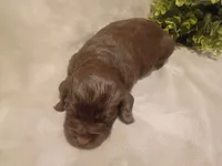 Dolly, a female Cockapoo for sale in Denver, PA – 2 of 2