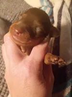 Hershey , a male Miniature Dachshund for sale in Denver, PA – Photo 2 of 2