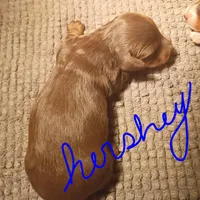 Hershey , a male Miniature Dachshund for sale in Denver, PA – Photo 1 of 2