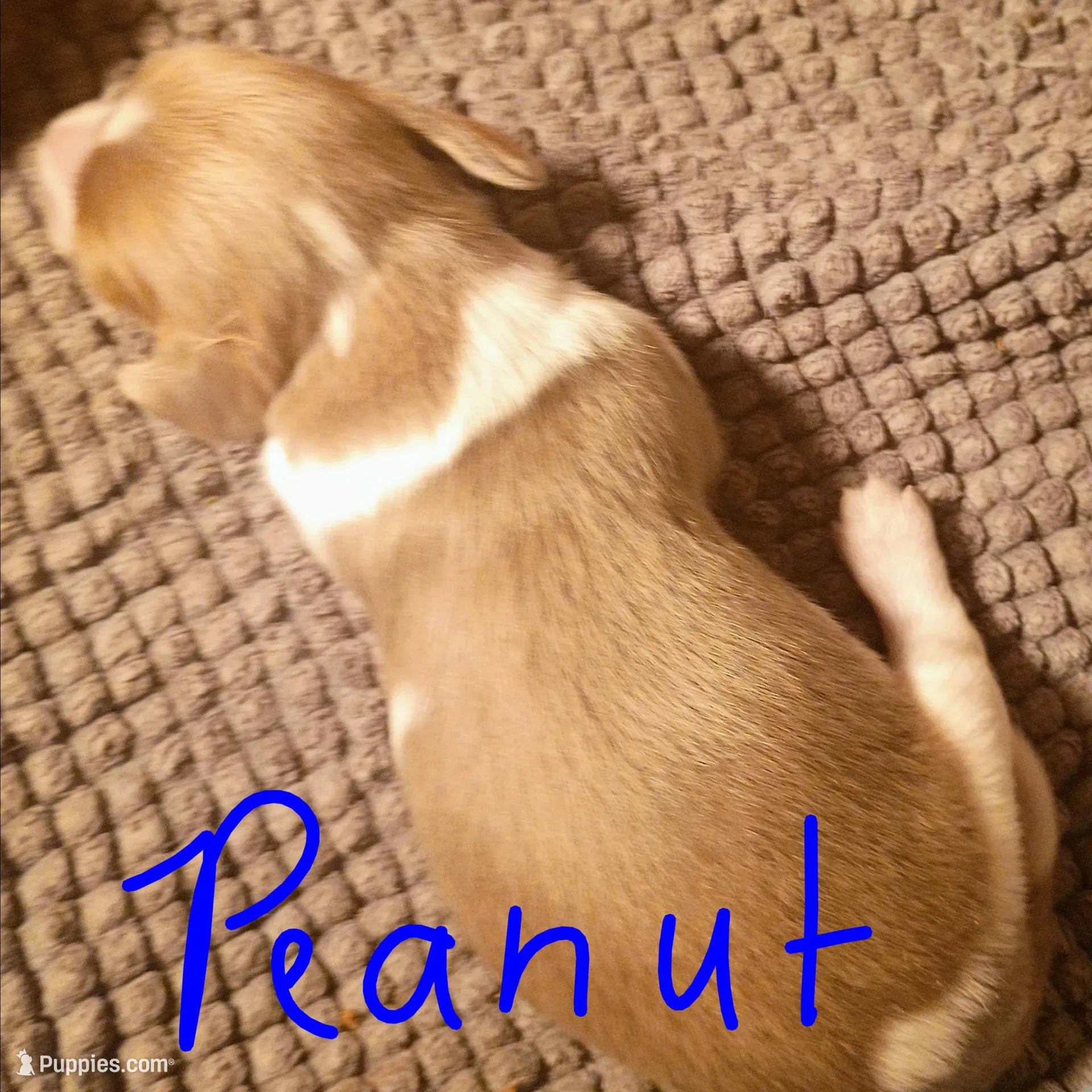 Peanut  – Miniature Dachshund puppy for sale in Denver, PA