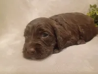 Max, a male Cockapoo for sale in Denver, PA – 3 of 3