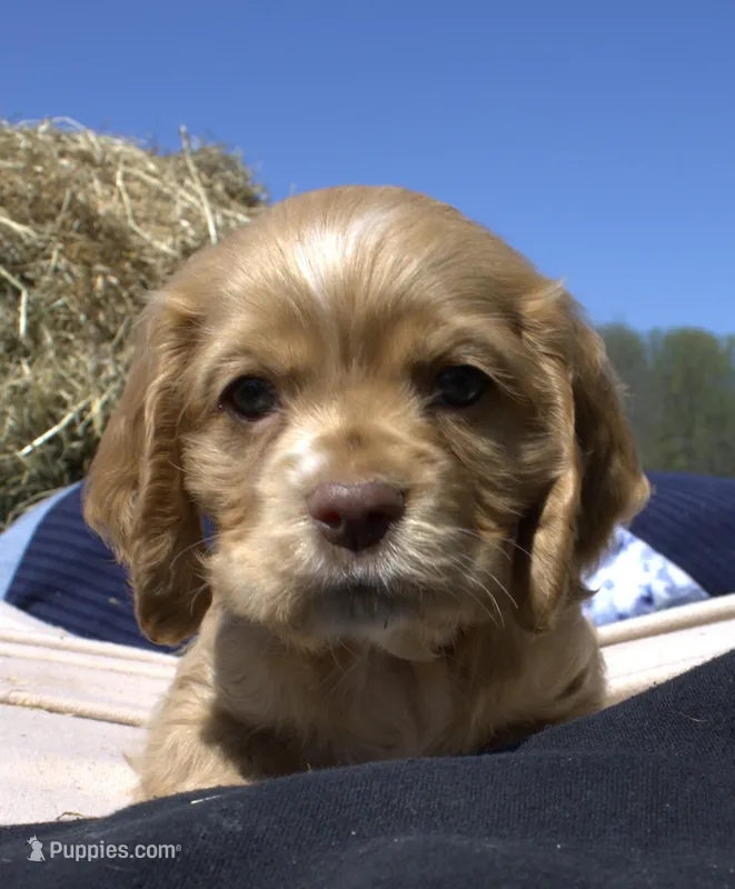 Snuggles  – Cocker Spaniel puppy for sale in Denver, PA