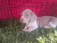 Tuffy, a male Miniature Dachshund for sale in Denver, PA – Photo 2 of 3