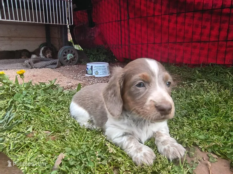 Tuffy – Miniature Dachshund puppy for sale in Denver, PA