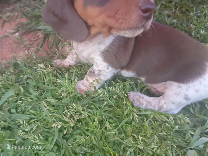 Bear – Miniature Dachshund puppy for sale in Denver, PA