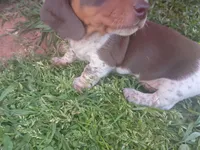 Bear, a male Miniature Dachshund for sale in Denver, PA – Photo 1 of 4