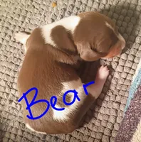 Bear, a male Miniature Dachshund for sale in Denver, PA – Photo 4 of 4