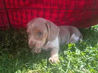 Tuffy, a male Miniature Dachshund for sale in Denver, PA – Photo 3 of 3