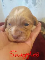 Snuggles , a female Cocker Spaniel for sale in Denver, PA – Photo 1 of 2