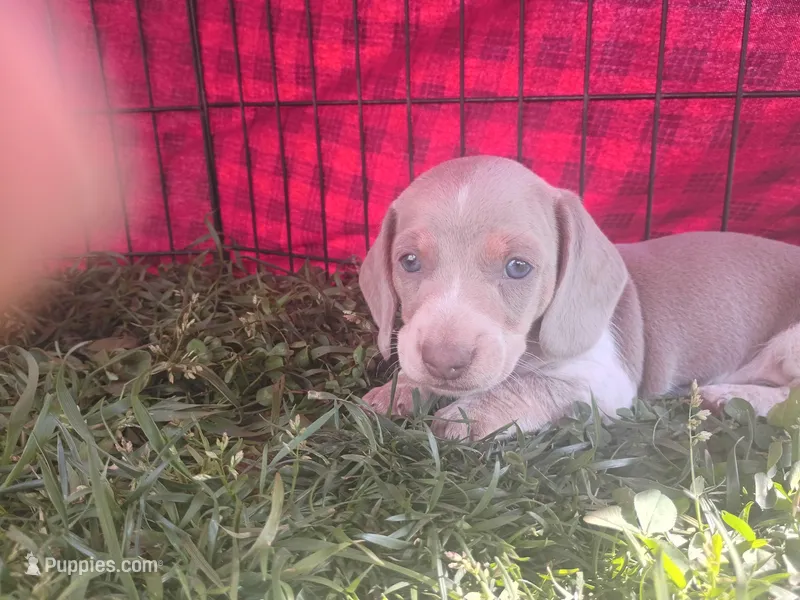 Tuffy – Miniature Dachshund puppy for sale in Denver, PA