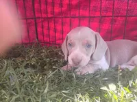 Tuffy, a male Miniature Dachshund for sale in Denver, PA – Photo 1 of 3