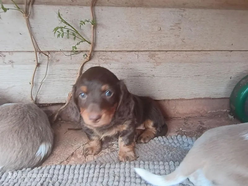 Hershey – Miniature Dachshund puppy for sale in Denver, PA