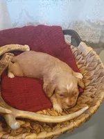 Snuggles , a female Cocker Spaniel for sale in Denver, PA – Photo 2 of 2