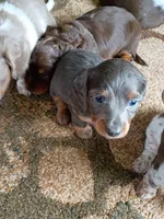 Bluey, a male Miniature Dachshund for sale in Denver, PA – Photo 1 of 4