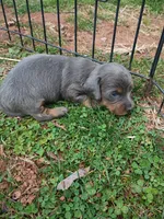Bluey, a male Miniature Dachshund for sale in Denver, PA – Photo 3 of 4