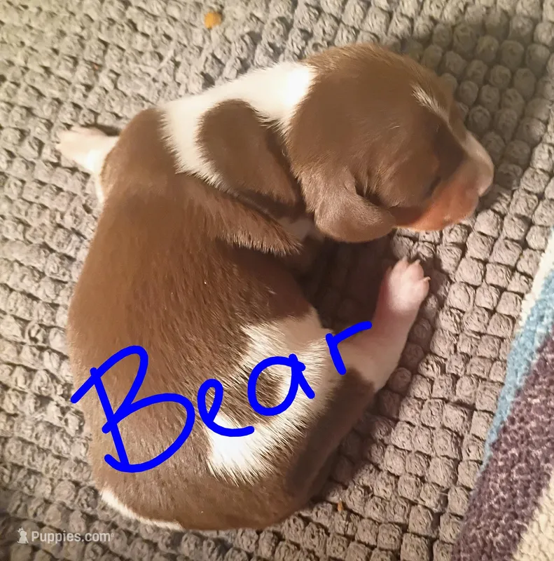Bear – Miniature Dachshund puppy for sale in Denver, PA