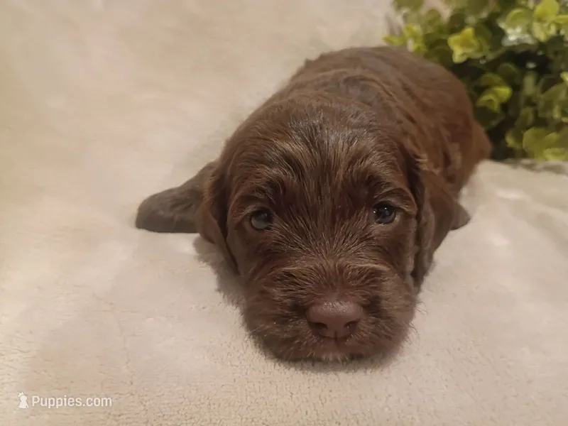 Dolly – Cockapoo puppy for sale in Denver, PA