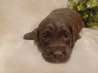 Dolly, a female Cockapoo for sale in Denver, PA – 1 of 2
