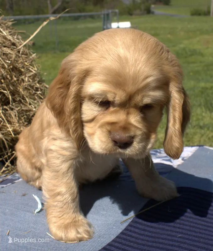 Gunner  – Cocker Spaniel puppy for sale in Denver, PA