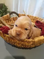 Gunner , a male Cocker Spaniel for sale in Denver, PA – Photo 2 of 2