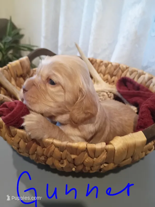 Gunner  – Cocker Spaniel puppy for sale in Denver, PA