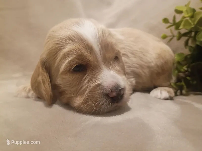 Hunter – Cockapoo puppy for sale in Denver, PA