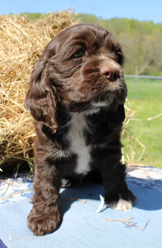 Spotsy – Cocker Spaniel puppy for sale in Denver, PA
