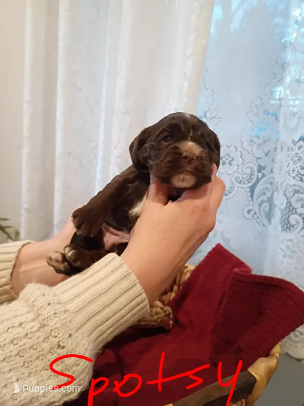 Spotsy – Cocker Spaniel puppy for sale in Denver, PA