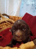 Spotsy, a female Cocker Spaniel for sale in Denver, PA – Photo 3 of 3