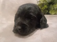 Stormy, a male Cockapoo for sale in Denver, PA – 2 of 3