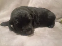 Stormy, a male Cockapoo for sale in Denver, PA – 3 of 3