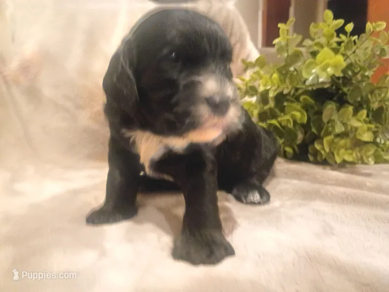 Sophie – Cockapoo puppy for sale in Denver, PA