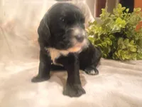 Sophie, a female Cockapoo for sale in Denver, PA – 1 of 2
