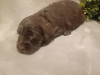 Max, a male Cockapoo for sale in Denver, PA – 2 of 3