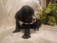 Sophie, a female Cockapoo for sale in Denver, PA – 2 of 2