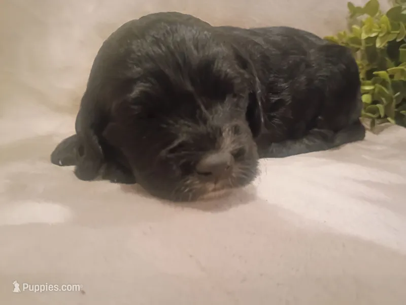 Lucy – Cockapoo puppy for sale in Denver, PA