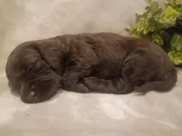 Gracie, a female Cockapoo for sale in Denver, PA – 1 of 1