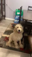 goldie, a female Goldendoodle for sale in Knoxville, TN – Photo 2 of 9